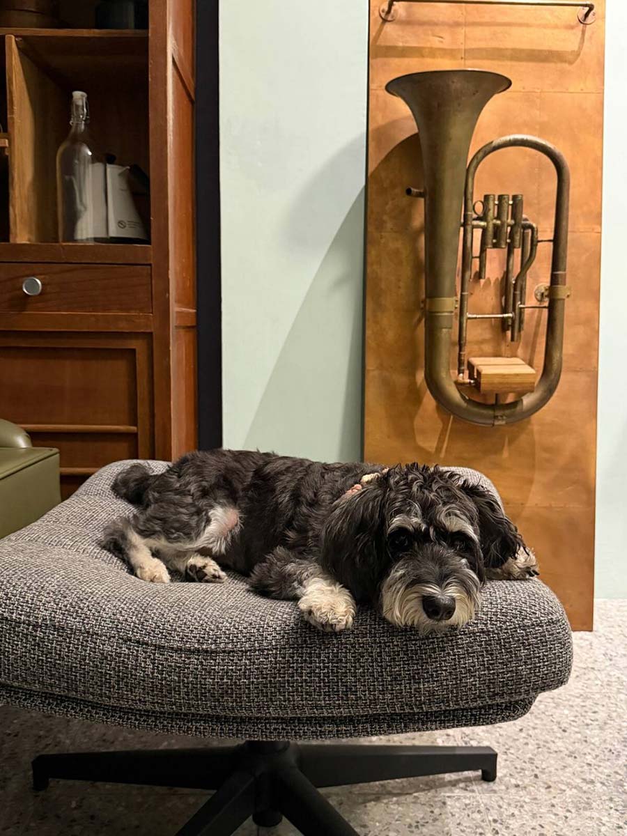 小流氓會握手Dog is wonderful